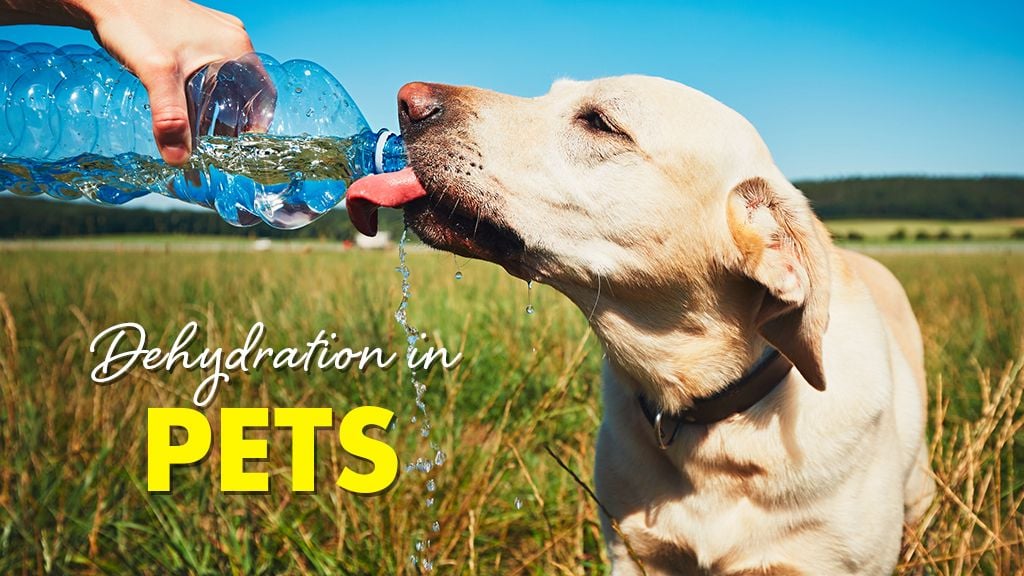 Dehydration in Pets Dehydration in Pets
